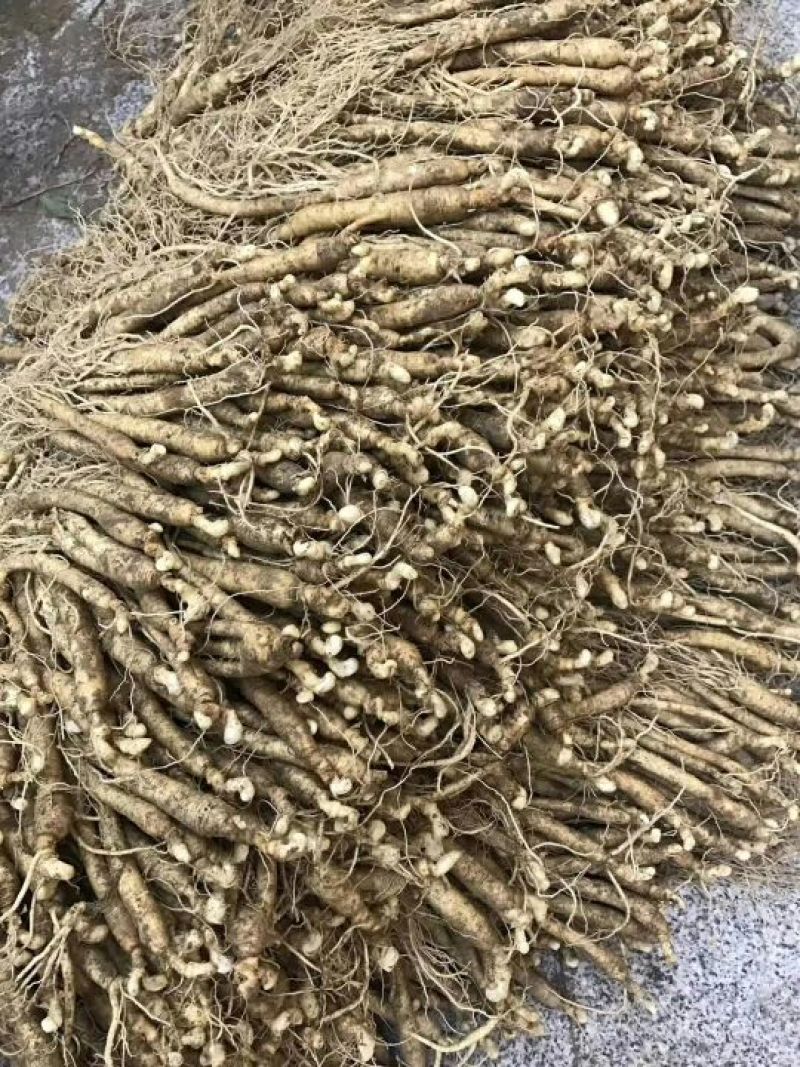 吉林人参鲜