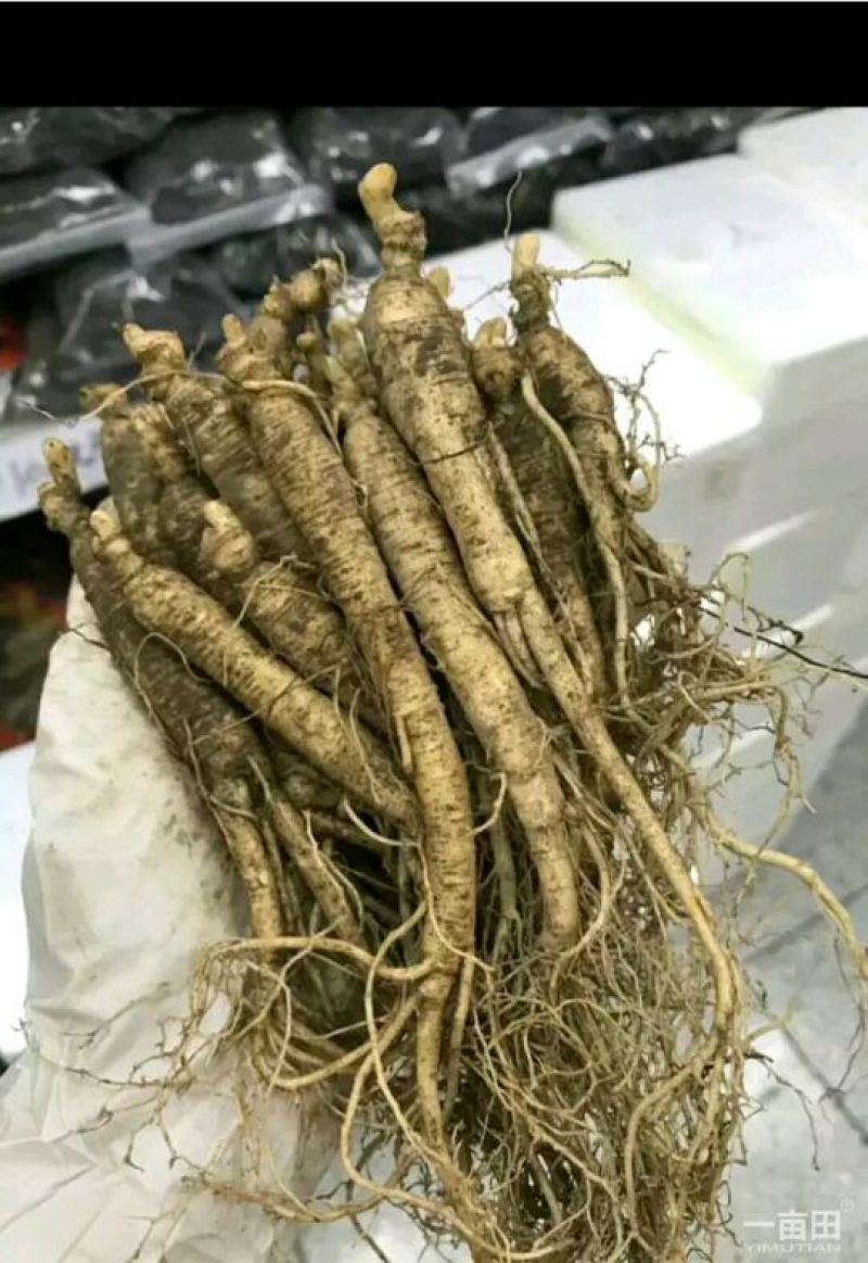 吉林人参鲜