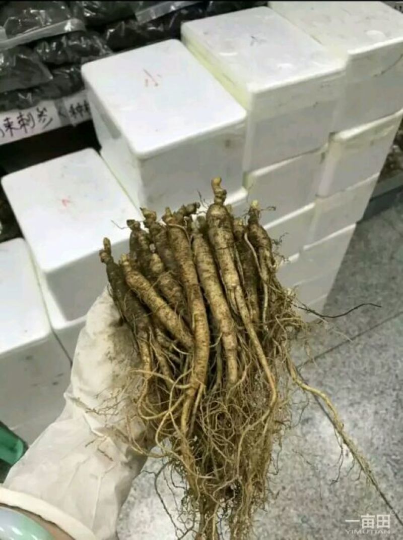 吉林人参鲜