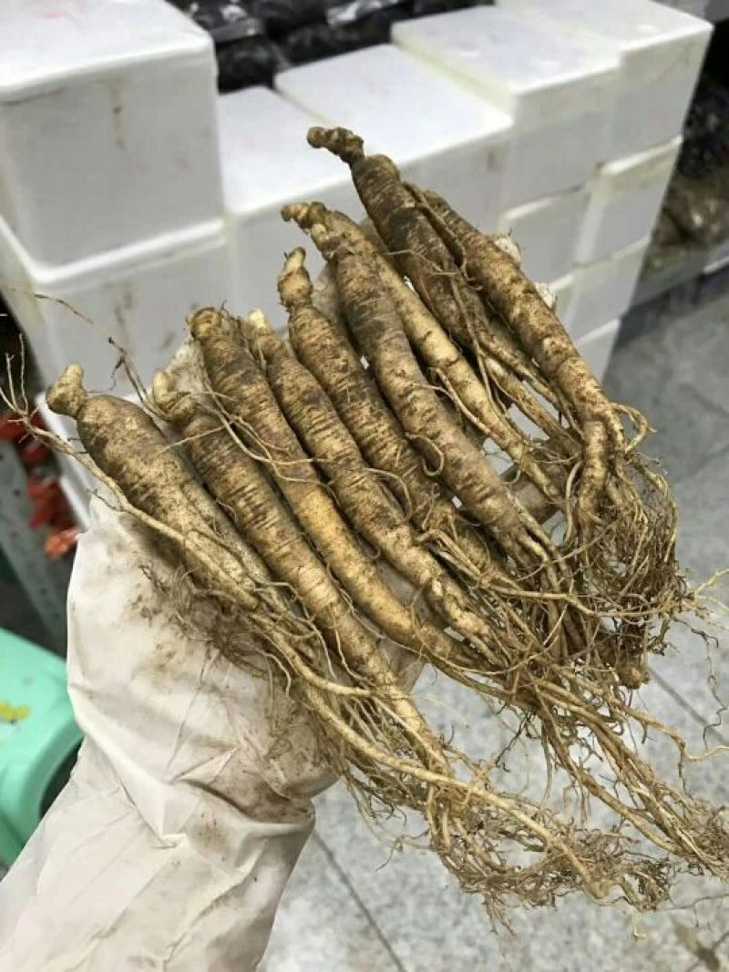 吉林人参鲜