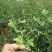 枸橘苗10cm以下