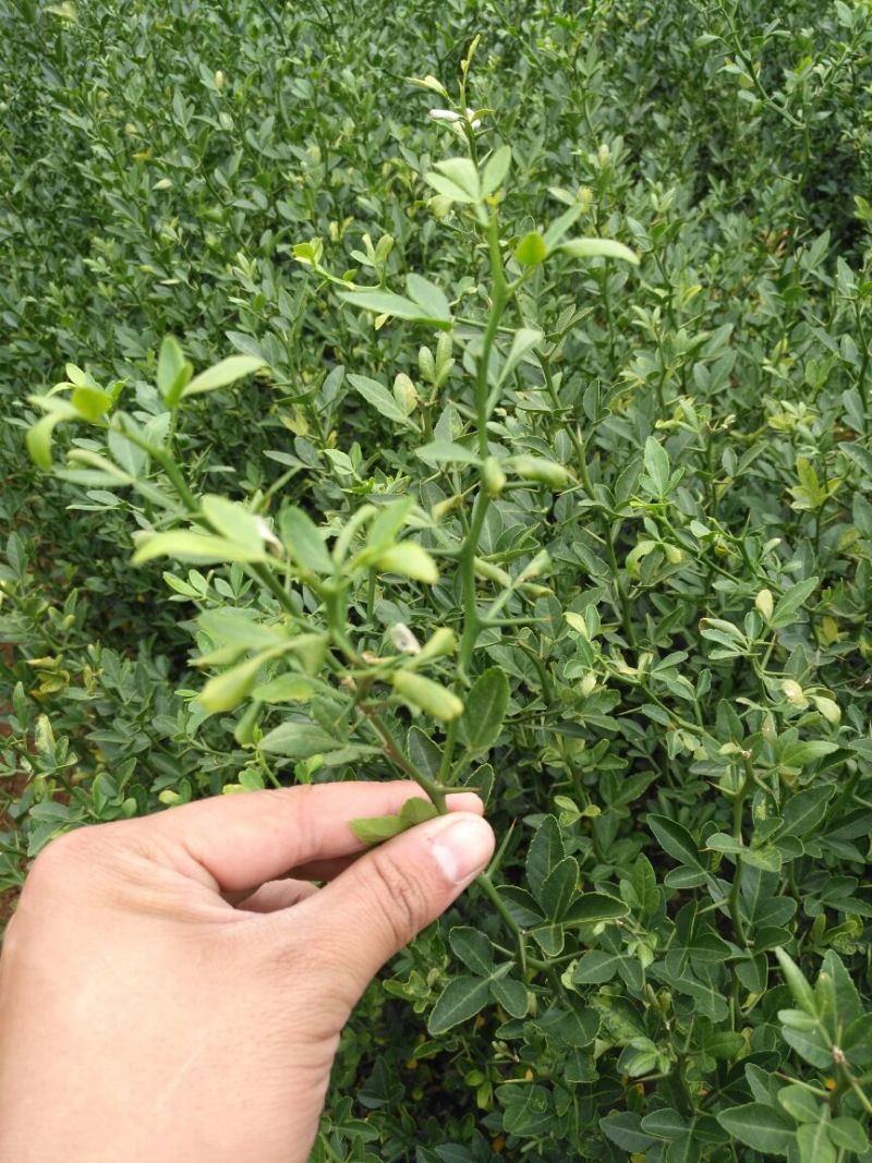 枸橘苗10cm以下