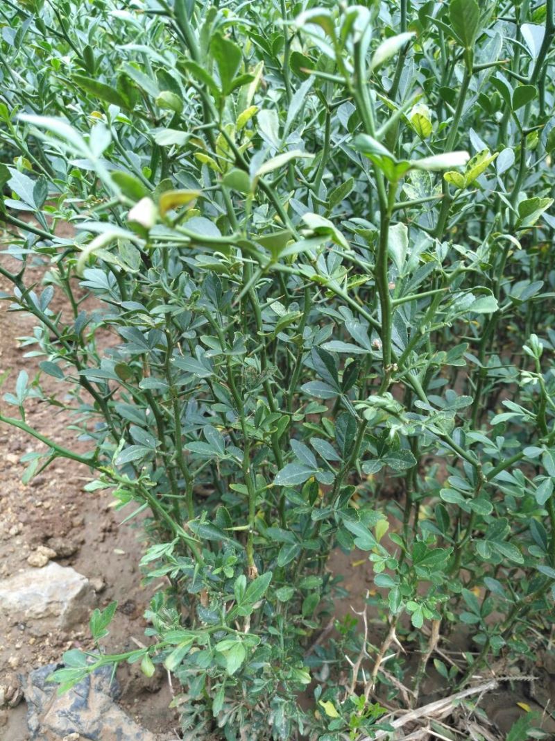 枸橘苗10cm以下