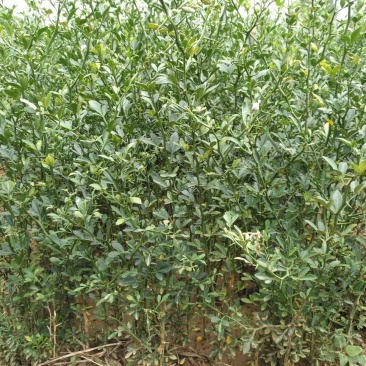 枸橘苗10cm以下