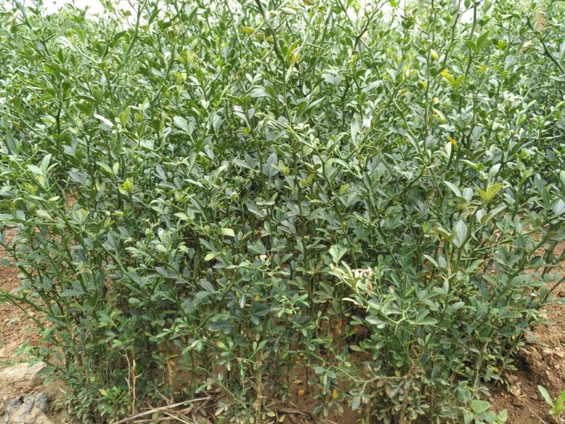 枸橘苗10cm以下