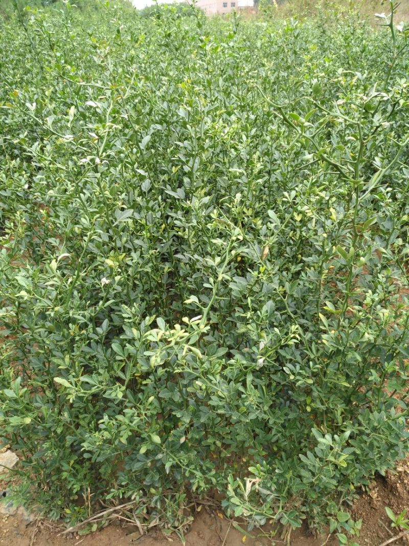 枸橘苗10cm以下