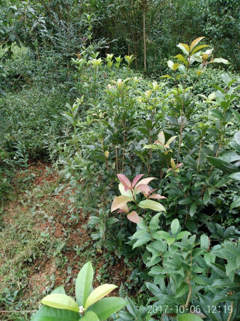 黄金桂花树黄金桂花树1米以下2cm以下0.5~1米