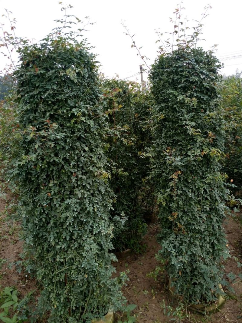 月季专供，批发，零售，双色月季树状2公分-15公分