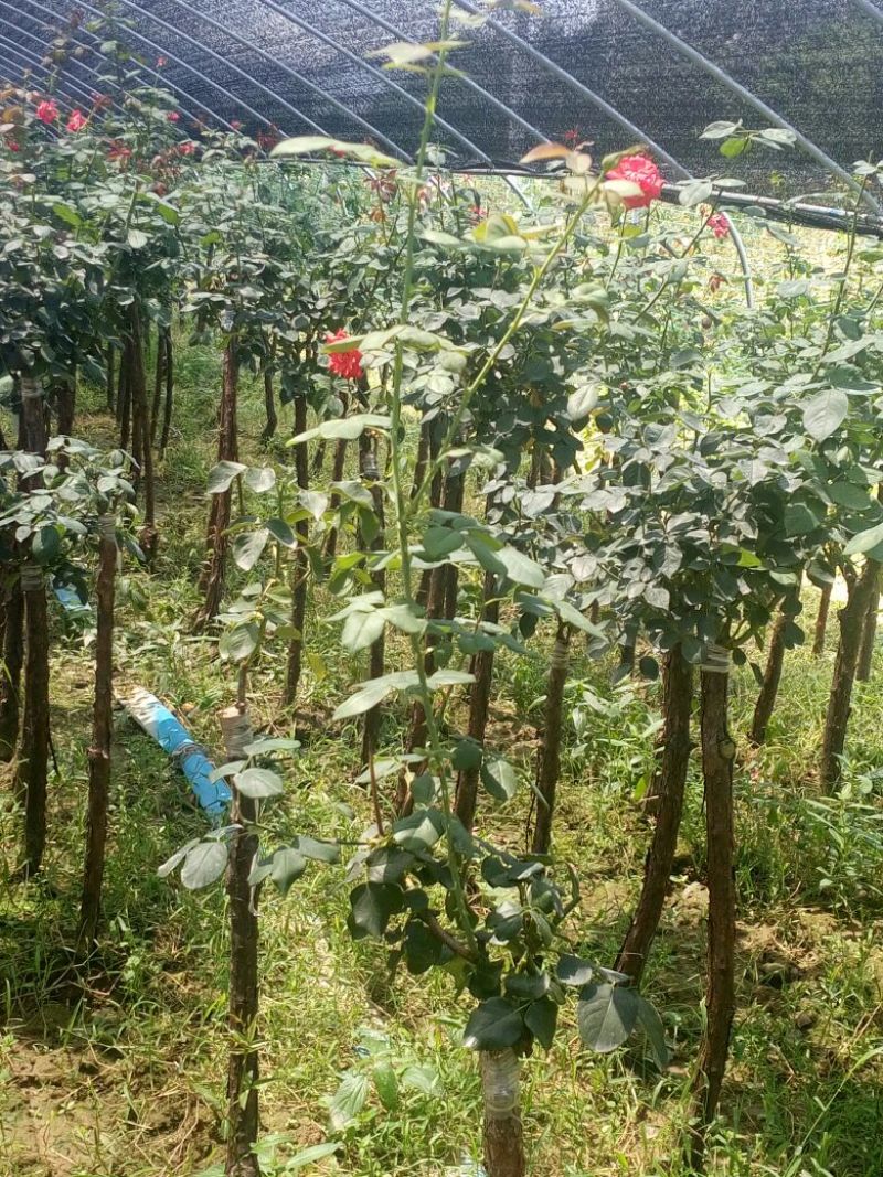 月季专供，批发，零售，双色月季树状2公分-15公分