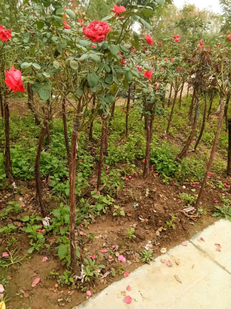 树状月季苗80Cm