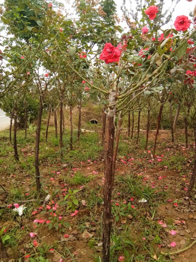 树状月季苗80Cm