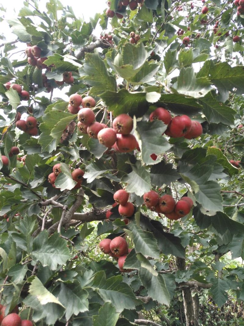 甜红子山楂苗大棉球山楂树苗