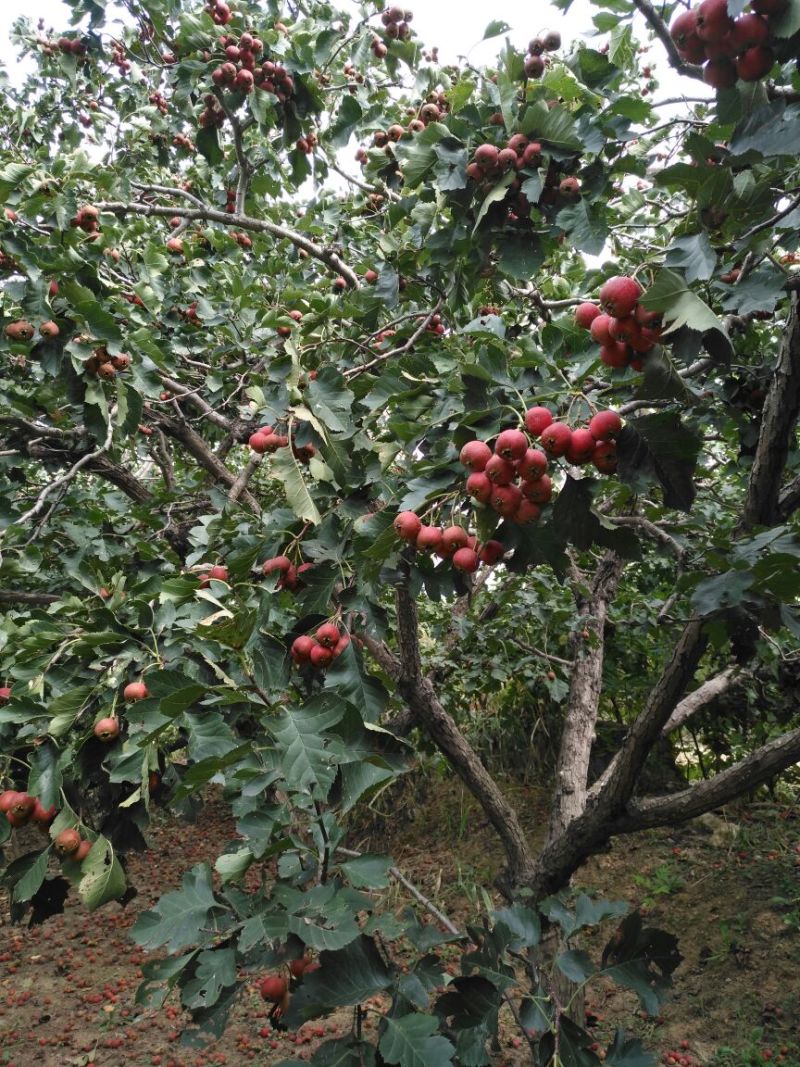 甜红子山楂苗大棉球山楂树苗