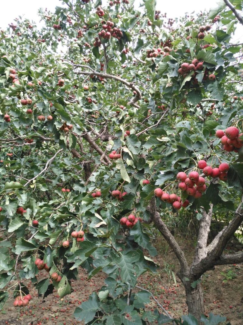 甜红子山楂苗大棉球山楂树苗