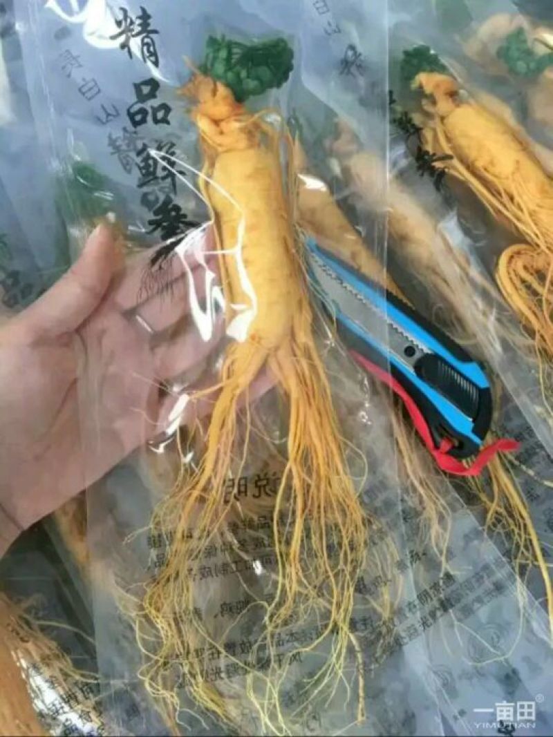 人参鲜