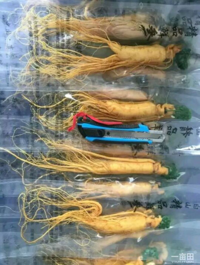 人参鲜