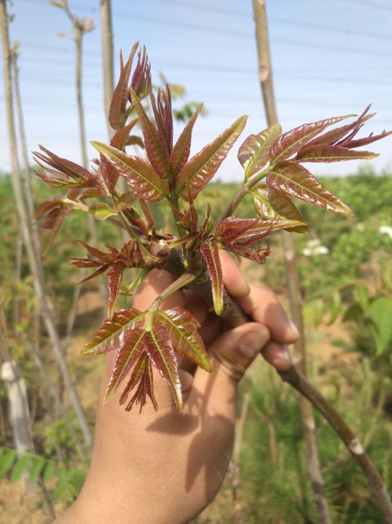 红叶香椿苗纯正红油香椿树苗