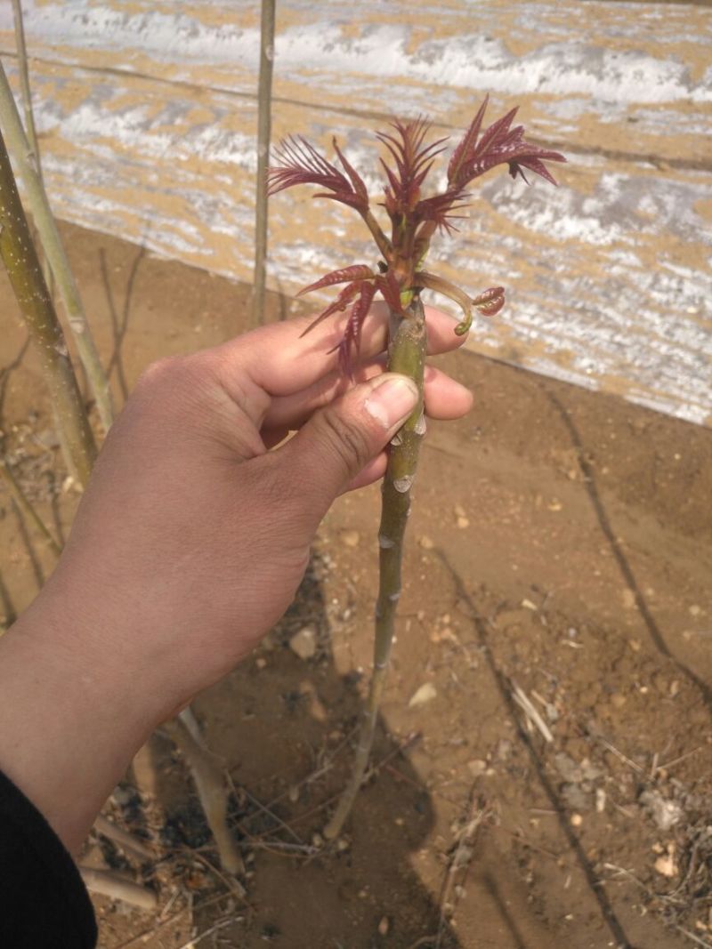 红叶香椿苗纯正红油香椿树苗