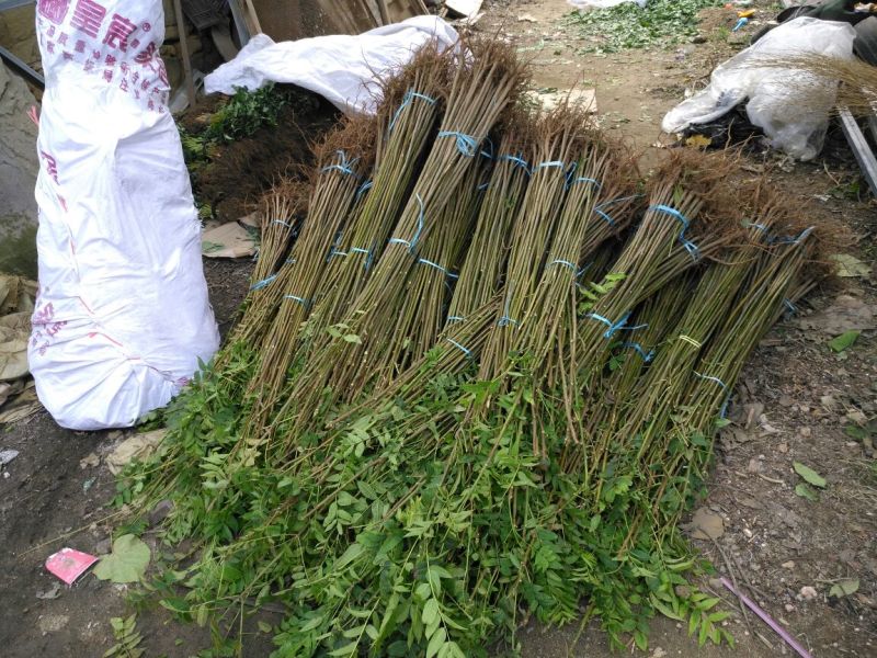红叶香椿苗纯正红油香椿树苗