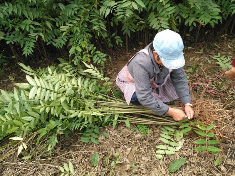 红叶香椿苗纯正红油香椿树苗