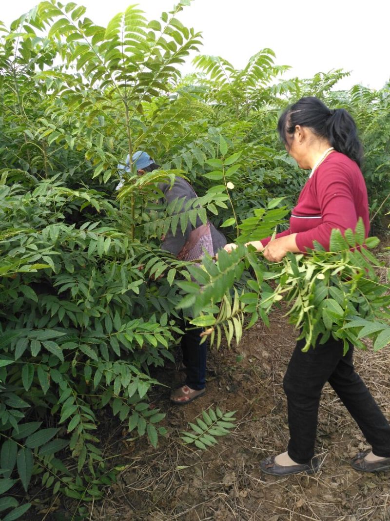 红叶香椿苗纯正红油香椿树苗