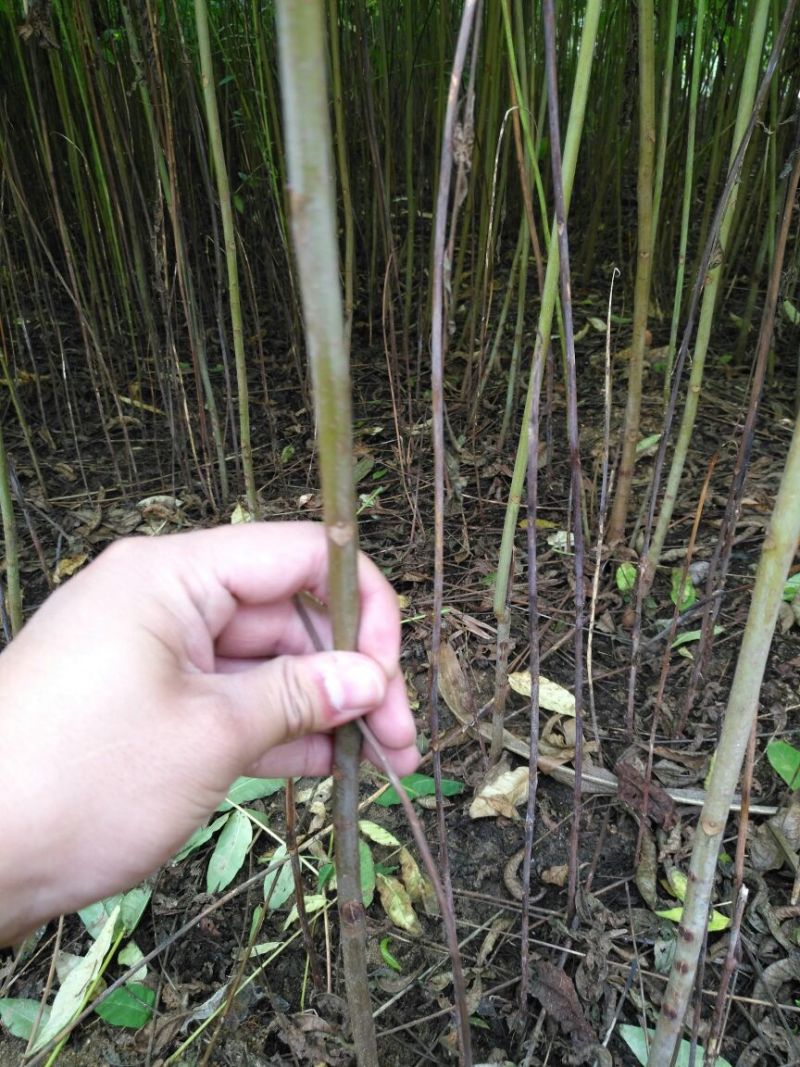 红叶香椿苗纯正红油香椿树苗