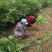 红叶香椿苗纯正红油香椿树苗