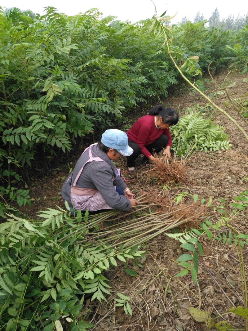 红叶香椿苗纯正红油香椿树苗