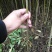 红叶香椿苗纯正红油香椿树苗