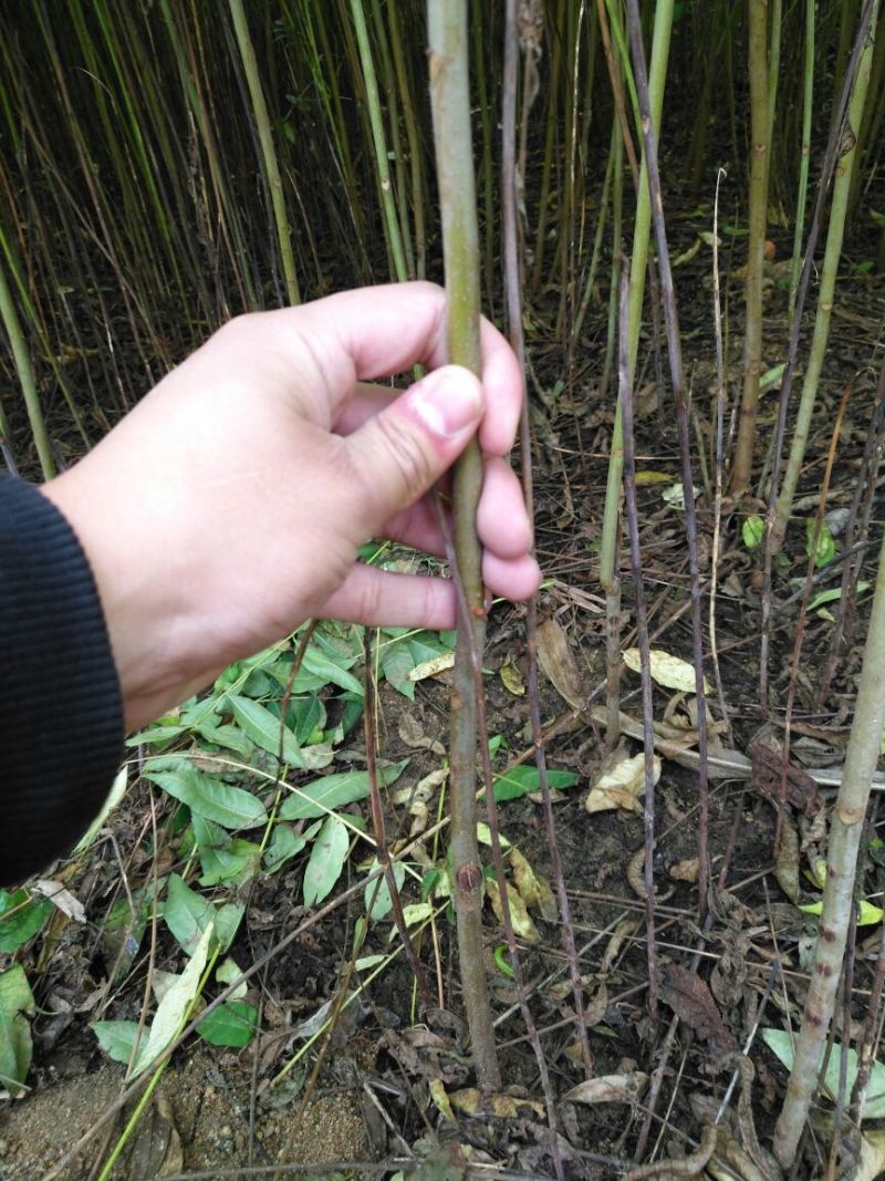 红叶香椿苗纯正红油香椿树苗