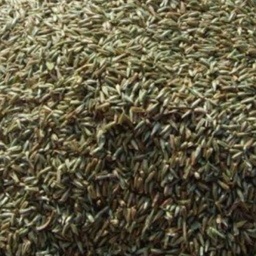 牛膝种子