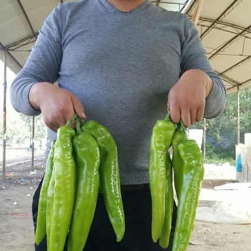 黄皮辣椒15~20厘米黄微辣
