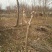 紫薇1~2米4~6cm1.5~2米