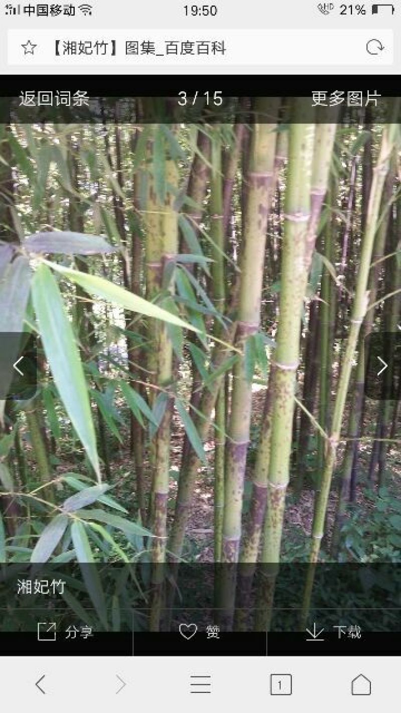 毛竹6cm以上6米以上