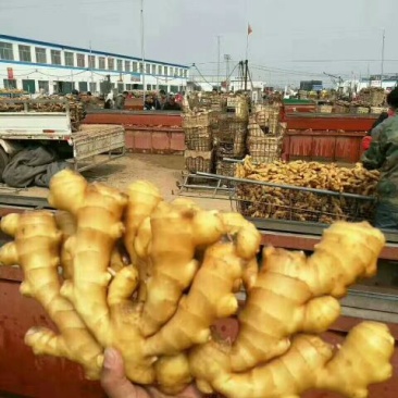 产地直销优质大黄姜黄姜货源充足质优价廉
