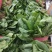 河南精品大叶菠菜/对接电商超市/市场/提供包装/量大从优