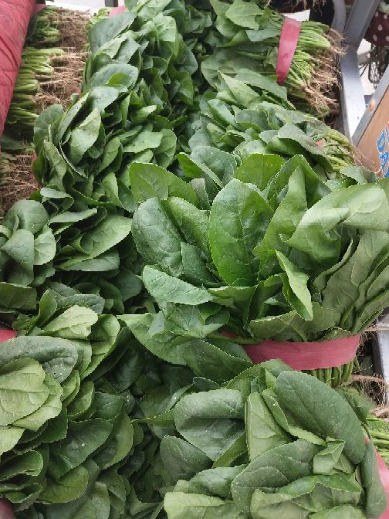 河南精品大叶菠菜/对接电商超市/市场/提供包装/量大从优