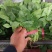 河南精品大叶菠菜/对接电商超市/市场/提供包装/量大从优
