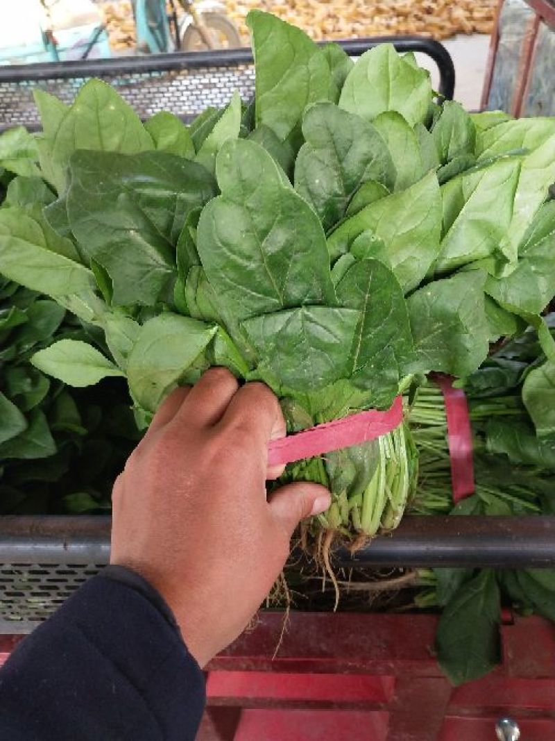 河南精品大叶菠菜/对接电商超市/市场/提供包装/量大从优