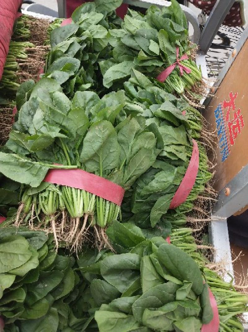 河南精品大叶菠菜/对接电商超市/市场/提供包装/量大从优