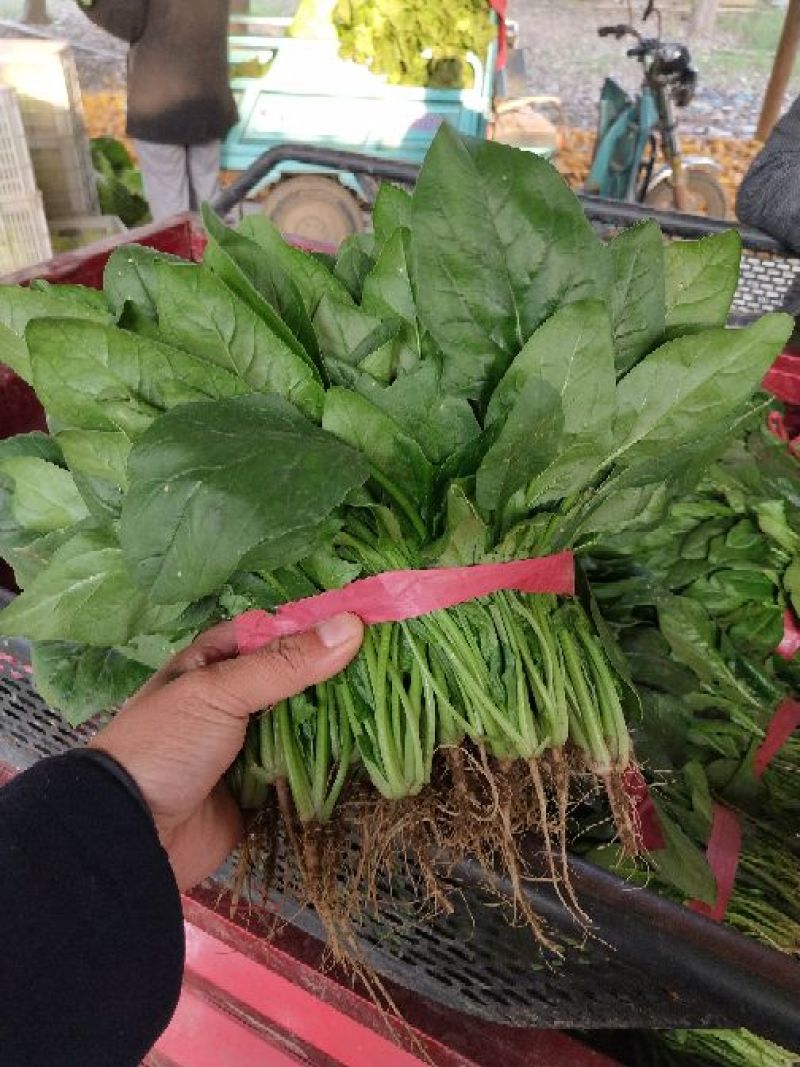 河南精品大叶菠菜/对接电商超市/市场/提供包装/量大从优
