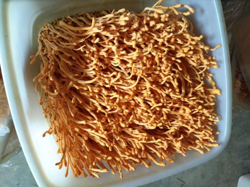 新鲜采摘虫草花5斤袋装冷藏发货，保证产品的新鲜度
