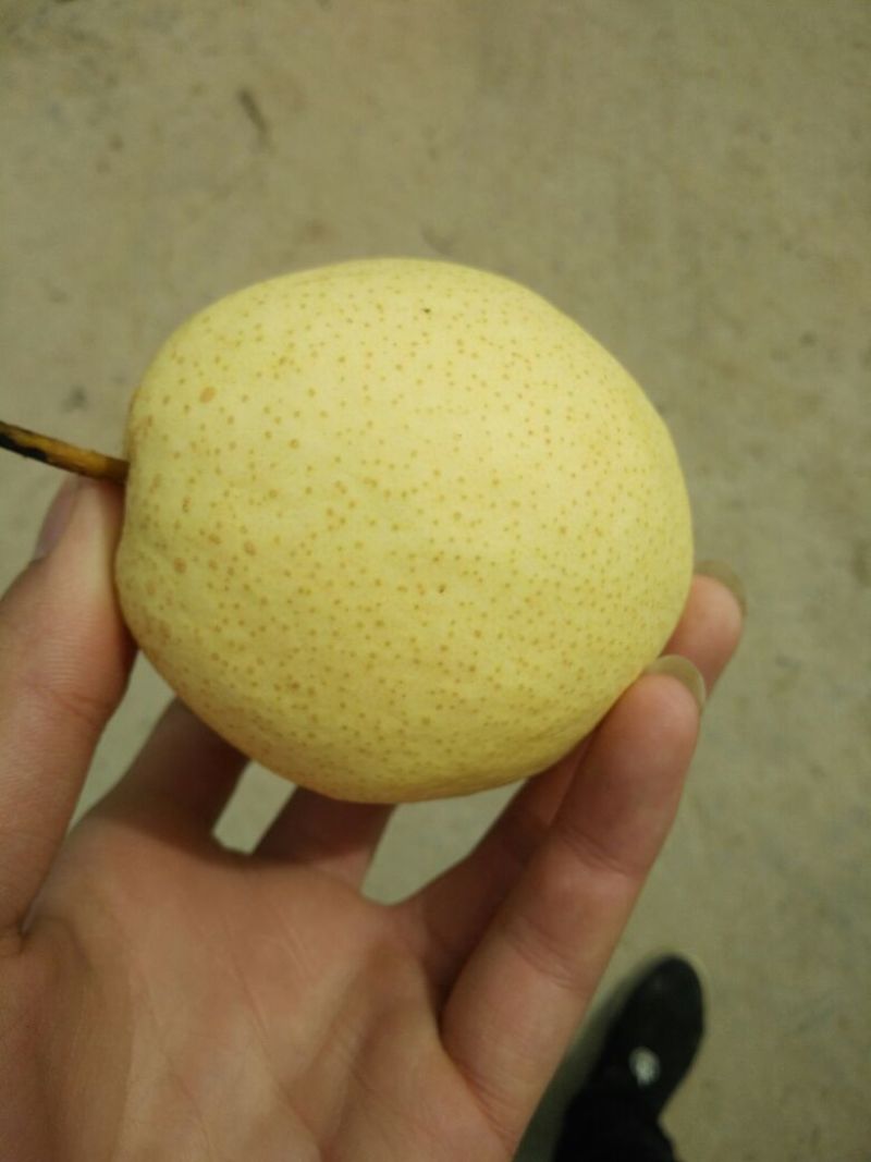 酥梨已经大量上市，货源充足，车随到随装