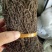 独脚金云南干货250克起包邮