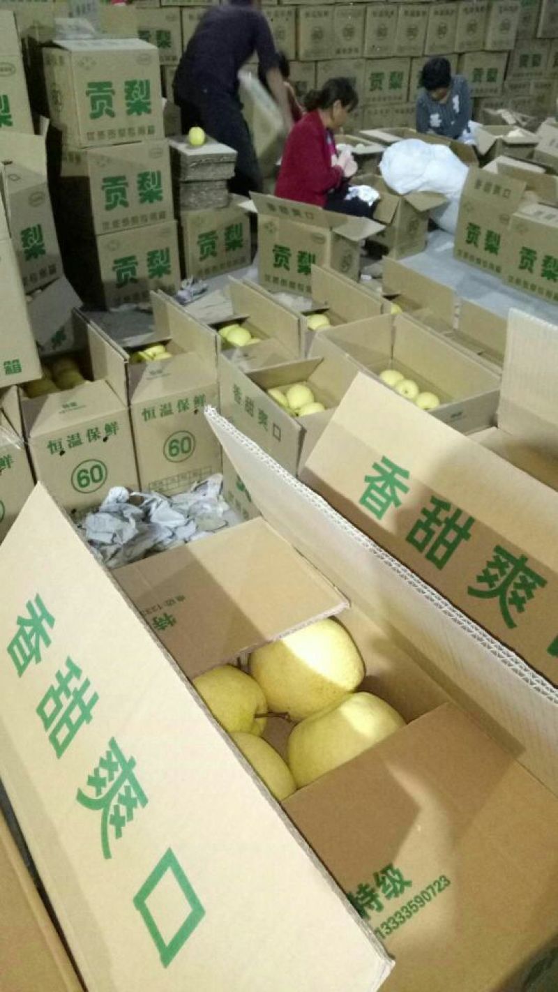 酥梨供应，陕西酥梨大量上市，酥梨个头均匀口感好