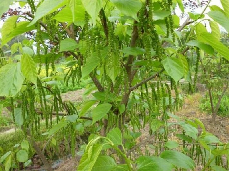 台湾四季果桑苗50~60cm