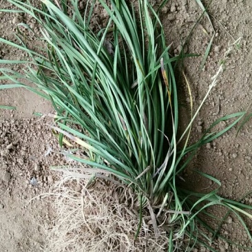 麦冬草