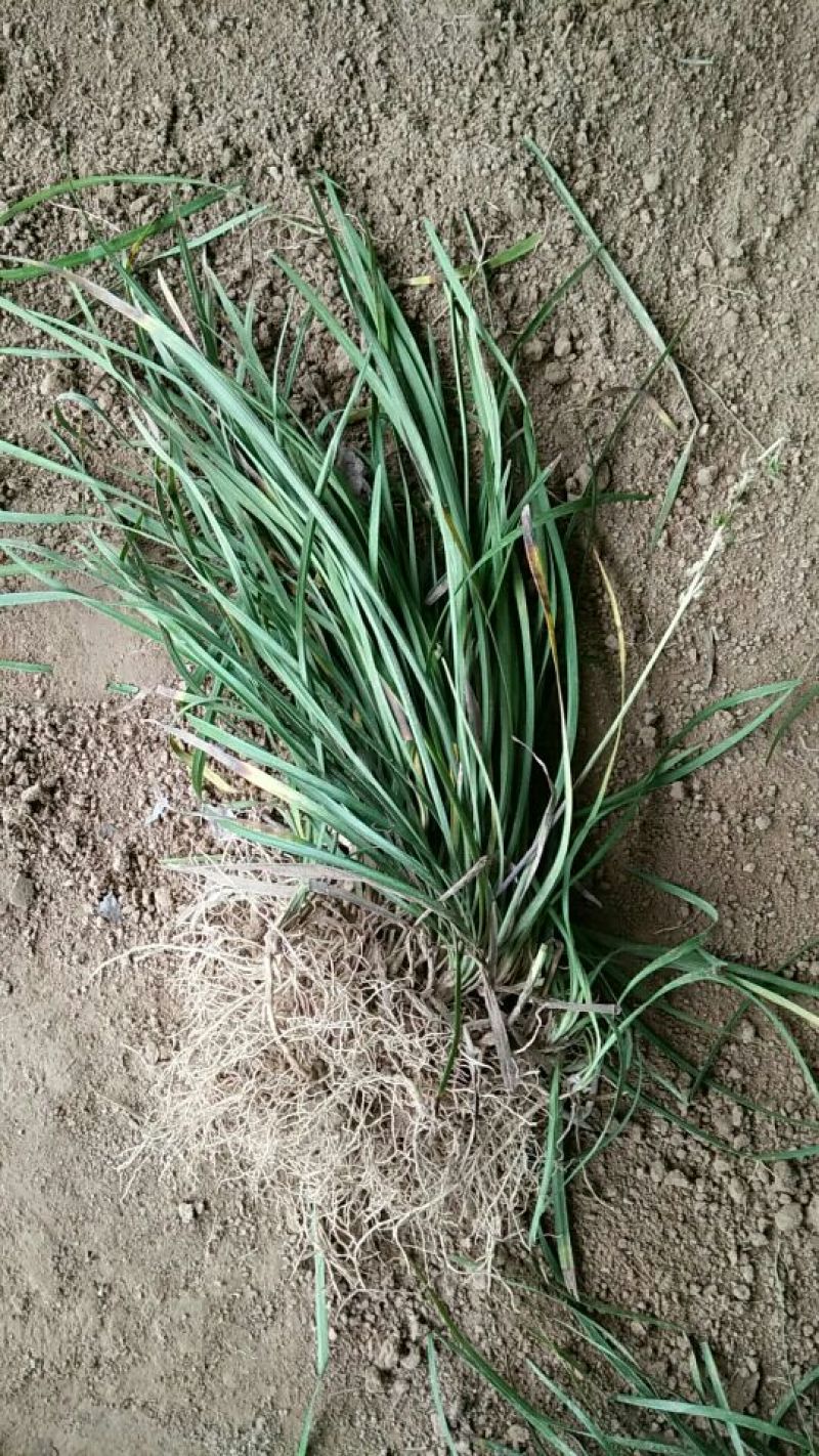 麦冬草