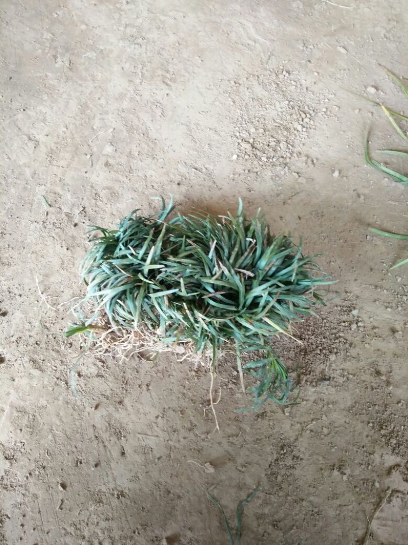 麦冬草