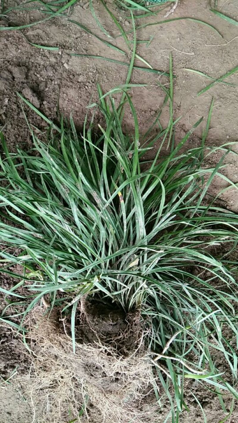 麦冬草